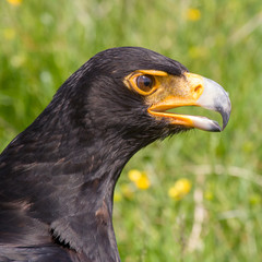 Close-up of an African Black Eagle
