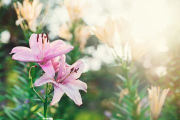 Fototapeta premium Blooming pink and yellow lilies in the garden at sunset in the garden in summer. Gardener's