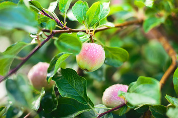 Harvest. Apples hang on the branches of the Apple tree after the rain on a summer day