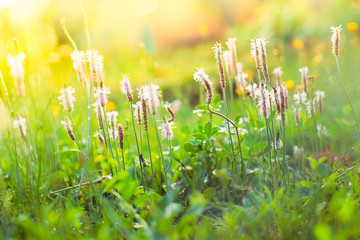 Flowers of plantain under the sun at sunset on a summer day	