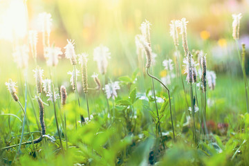 Flowers of plantain under the sun at sunset on a summer day © Liliya