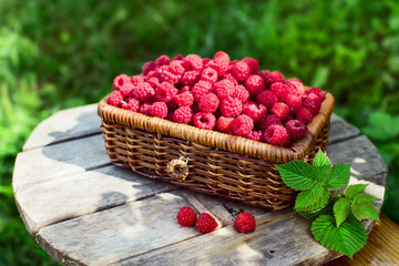 Harvest. Ripe raspberries in a wicker basket in the garden on a Sunny summer day. Natural dessert.	