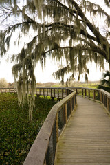 Paynes Prairie State Park in Florida.