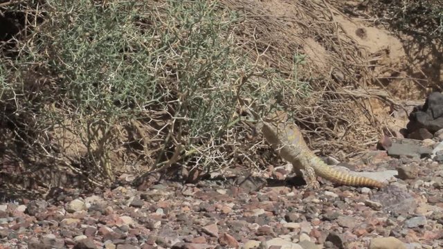 Ornate mastigure lizard in the rocky desert