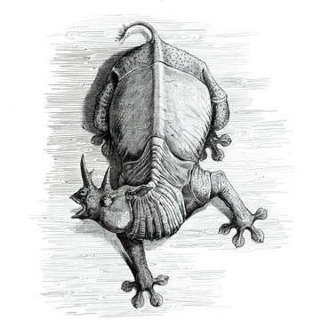 Unusual Rhino drawing. Rhinoceros illustration.