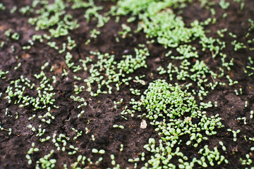 Plants. Shoots of leaves in the garden on a spring day.  Clover. Agriculture