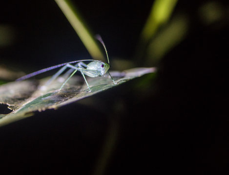 Amazon Rainforest Insect