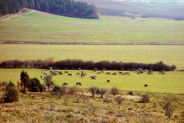 Fototapeta na wymiar Feeding cows on pastures