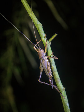 Amazon Rainforest Insect