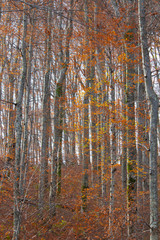 Fototapeta na wymiar Magical pattern woods in autumn day, Plitvice Croatia