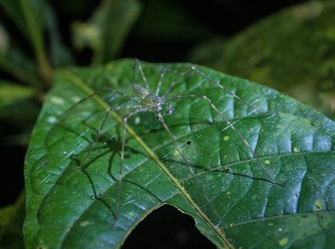 Amazon Rainforest Insect