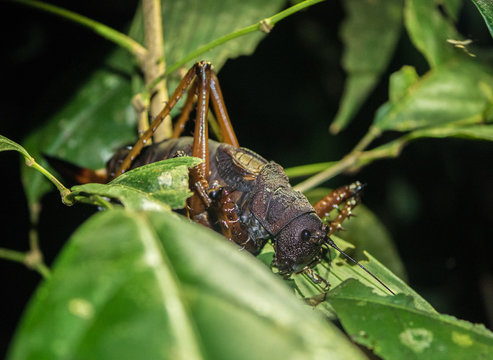 Amazon Rainforest Insect