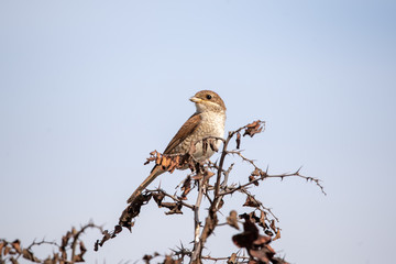 Kızılsırtlı örümcekkuşu » Red-backed Shrike » Lanius collurio
