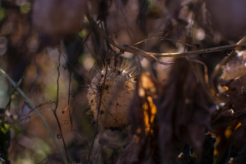 Autumn ripe Ecballium. Squirting cucumber ornamental plant. 
