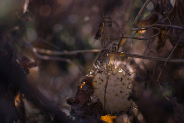Autumn ripe Ecballium. Squirting cucumber ornamental plant. 