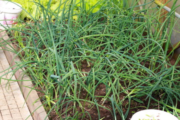 Freshness onion in home garden