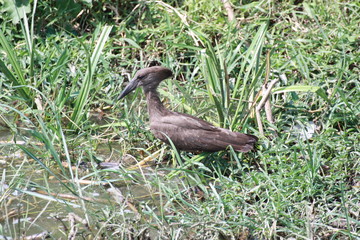 Hammervogel in Uganda Afrika im Gras sitzend