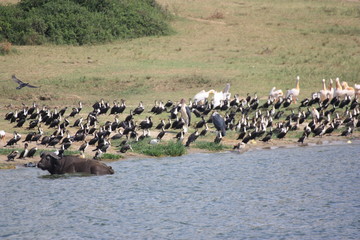 Vogelherde in Uganda Afrika am Wasser sitzend