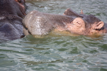 Schlafendes Flusspferd Nilpferd im Wasser - Uganda Afrika