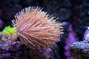 Rosa Koralle im Aquarium