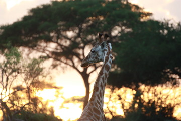 Giraffe im Sonnenuntergang in Uganda Afrika