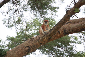 Roter Affe sitzend im Baum in Uganda Afrika