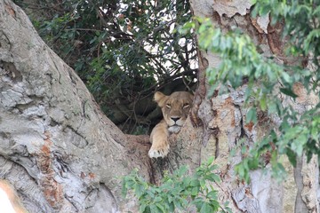 Obraz premium Baumlöwe - Liegende Löwin im Baum Afrika