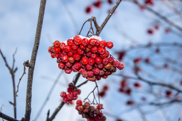 Red, bright Rowan hanging on a snowy branch