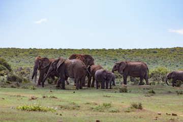 Fototapeta na wymiar Elefanten Herde im Addo Nationalpark in Südafrika