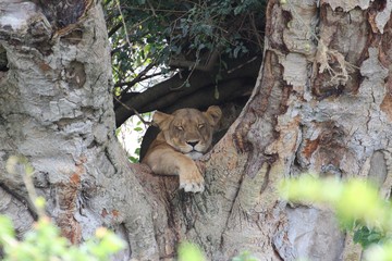 Baumlöwe - Liegende Löwin im Baum Afrika