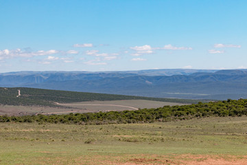 Obraz premium Landschaft im Addo Nationalpark in Südafrika