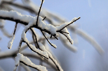 Obraz premium Freshly Fallen Snow On A Branch