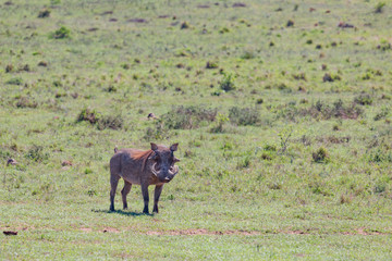 Fototapeta na wymiar Warzenschwein im Addo Nationalpark in Südafrika