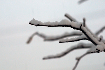 Obraz premium Soft Snow Settles On A Branch