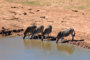 Fototapeta na wymiar trinkende Zebras an einer Wasserstelle im Addo Nationalpark in Südafrika