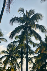Fototapeta na wymiar Tropical palm trees. summertime