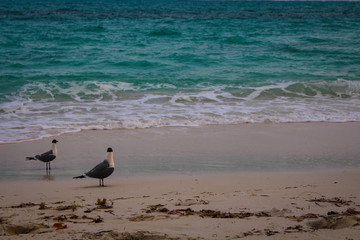 seagulls on the beach