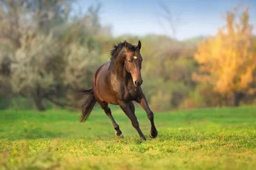 Fototapeten Pferd in Bewegung in Herbstlandschaft © kwadrat70
