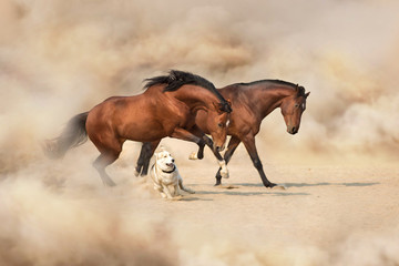 Two horse play with dog in sandy dust