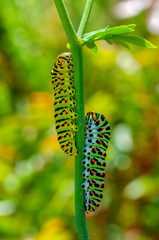 Fototapeta premium Сaterpillar of swallowtail - Stock Image