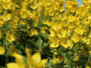 Gelbe Sommerblumen