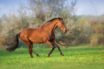 Horse in motion in autumn landscape