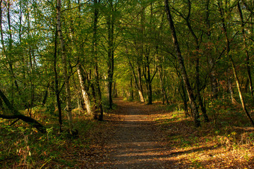 Waldweg im Herbst. Standort: Deutschland, Nordrhein-Westfalen, Hoxfeld