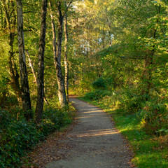 Waldweg im Morgenlicht. Standort: Deutschland, Nordrhein-Westfalen