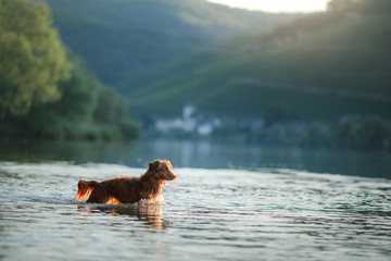 dog on the lake. Nova Scotia Duck Tolling Retriever in nature. Toller, Pet with Travel