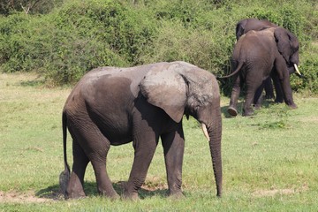 Naklejka na ściany i meble Elefanten Herde in Afrika Uganda - Elefantenbaby