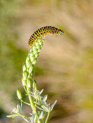 Сaterpillar of swallowtail - Stock Image