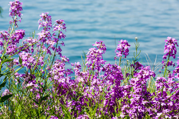 Beautiful purple wildflowers with blue water background.