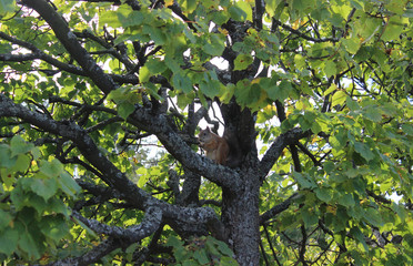 squirrel on tree