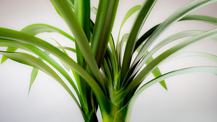 Obraz premium Klivie, Riemenblatt (Clivia miniata)